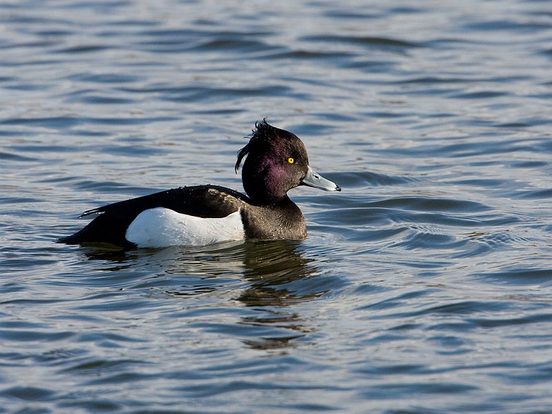 Aythya fuligula Kuifeend Tufted Duck